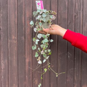 Lampášik (Ceropegia woodii) ´VARIEGATA´ - výška 10 cm, Ø 30-40 cm, kont. P9